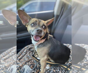 Wheezy - Female Chihuahua-Unknown Mix Dog for Adoption - Photo #4
