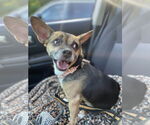 Small #3 Chihuahua Mix