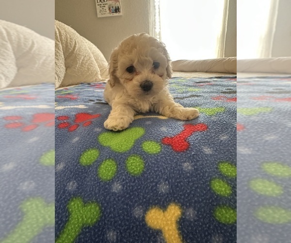 Medium Photo #6 Cock-A-Poo Puppy For Sale in OCALA, FL, USA