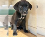 Small Labrador Retriever Mix