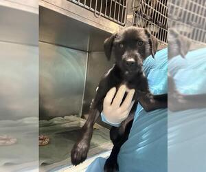 Labrador Retriever-Unknown Mix Dogs for adoption in Bakersfield, CA, USA