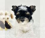 Small #10 Yorkshire Terrier