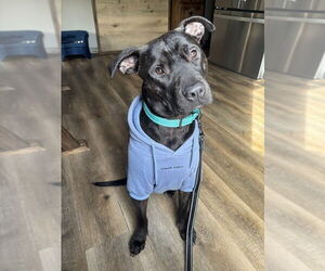 American Staffordshire Terrier-Unknown Mix Dogs for adoption in Shermans Dale, PA, USA