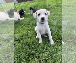 Siberian Husky-Unknown Mix Dogs for adoption in Springdale, PA, USA