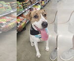 Small #2 Labrador Retriever Mix