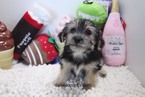 Small Photo #4 Morkie Puppy For Sale in LAS VEGAS, NV, USA