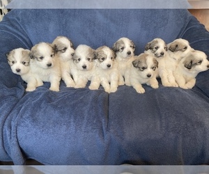 Great Pyrenees Puppy for sale in WILLIAMSTON, MI, USA