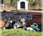 Small Photo #5 Miniature Australian Shepherd Puppy For Sale in MIDDLEBURG, FL, USA