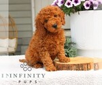 Small #1 Goldendoodle (Miniature)