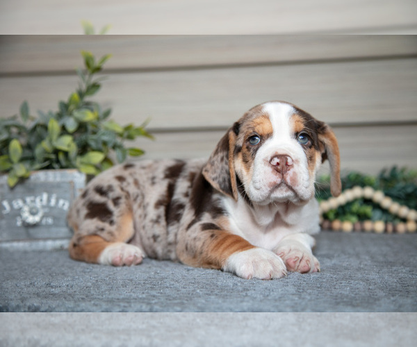 Medium Photo #4 Beabull Puppy For Sale in MILLERSBURG, OH, USA