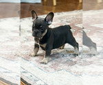 Puppy Puppy 1 French Bulldog