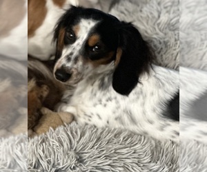 Mother of the Dachshund puppies born on 07/07/2025
