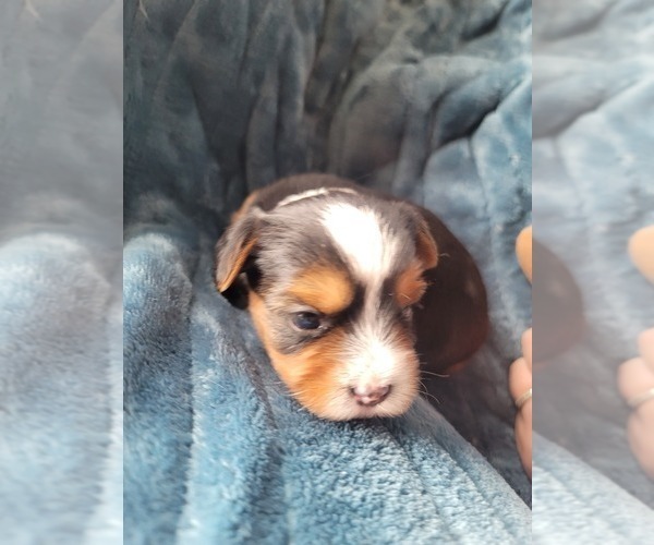 Medium Photo #20 Yorkshire Terrier Puppy For Sale in LINCOLN CITY, OR, USA