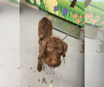 COLOSSUS - Male Labradoodle Dog for Adoption - Small photo