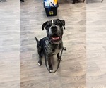 Small #2 Mutt