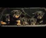 Small Photo #12 Rottweiler Puppy For Sale in NARVON, PA, USA
