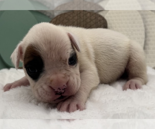Medium Photo #5 Boxer Puppy For Sale in PAWNEE CITY, NE, USA