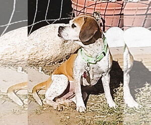 Eve - Female Puggle Dog for Adoption - Photo #3