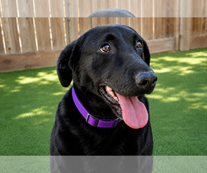 Labrador Retriever-Unknown Mix Dogs for adoption in Clovis, CA, USA