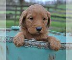 Small Photo #2 Goldendoodle Puppy For Sale in GREENCASTLE, PA, USA