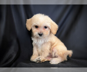 Maltese-Maltipoo Mix Puppy for sale in SAN FRANCISCO, CA, USA