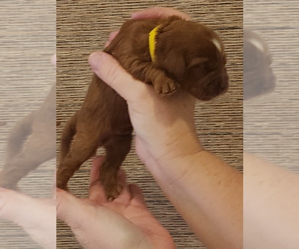 Medium Photo #4 Goldendoodle Puppy For Sale in SAN TAN VALLEY, AZ, USA