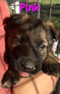 Small Photo #52 German Shepherd Dog Puppy For Sale in BROOKEVILLE, MD, USA