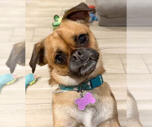 Pug Dogs for adoption in Corona, CA, USA