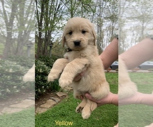 Golden Retriever Puppy for sale in KNOXVILLE, TN, USA