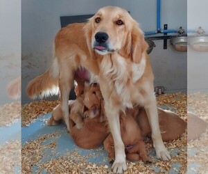 Mother of the Golden Retriever puppies born on 10/12/2022
