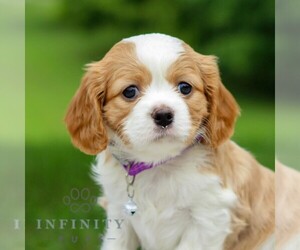 Cavachon Puppy for sale in ANNVILLE, PA, USA