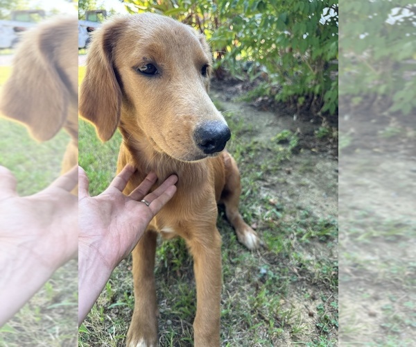 Medium Photo #8 Flat Coated Retriever-Golden Retriever Mix Puppy For Sale in EVA, AL, USA