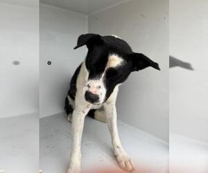 Rat Terrier-Unknown Mix Dogs for adoption in Houston, TX, USA