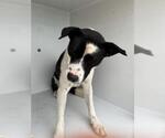 Small Rat Terrier Mix