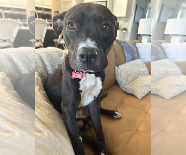 Medium Photo #14 American Pit Bull Terrier Puppy For Sale in Alexandria, VA, USA