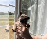 Small Photo #3 French Bulldog Puppy For Sale in HUDSONVILLE, MI, USA