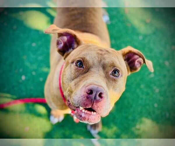 Medium Photo #1 Mutt Puppy For Sale in Orlando, FL, USA