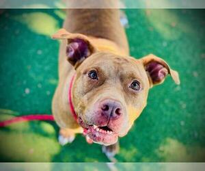 Mutt Dogs for adoption in Orlando, FL, USA