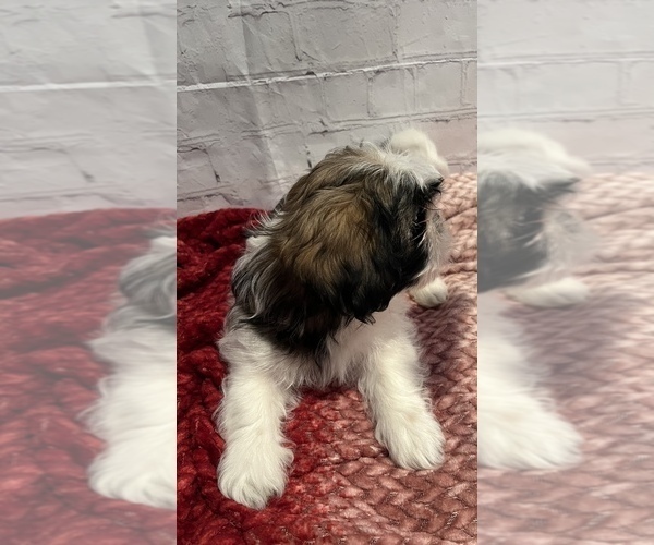 Full screen Photo #2 Shih Tzu Puppy For Sale in ROSEVILLE, OH, USA
