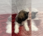 Small Photo #2 Shih Tzu Puppy For Sale in ROSEVILLE, OH, USA