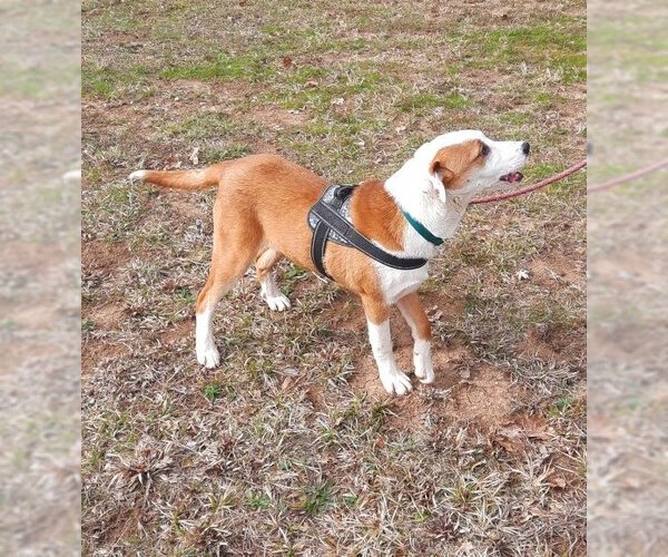 Medium Photo #2 Bull Terrier-Labrador Retriever Mix Puppy For Sale in Mountain View, AR, USA