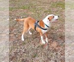 Small #1 Bull Terrier-Labrador Retriever Mix