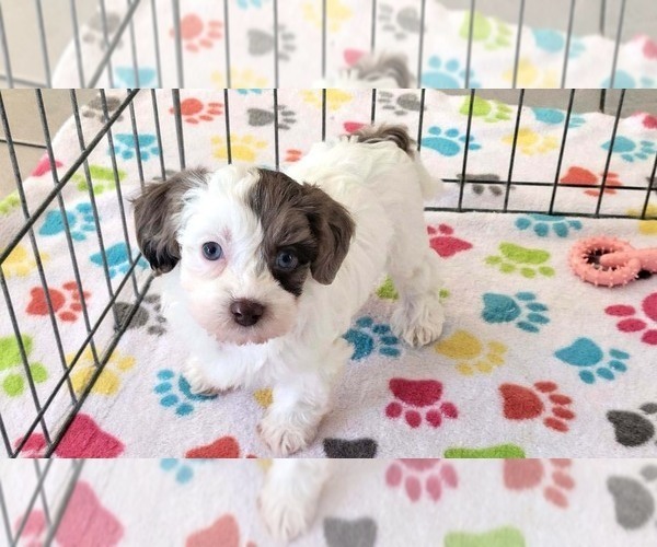 Medium Photo #4 Poovanese Puppy For Sale in ORO VALLEY, AZ, USA