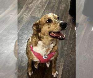 Catahoula Leopard Dog Dogs for adoption in San Antonio, TX, USA