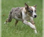 Small #6 Mutt