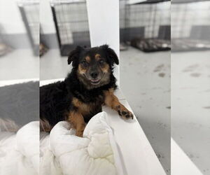 Jazzy 2094 - Male Mutt Dog for Adoption - Photo #3