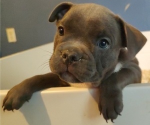 American Bully Puppy for sale in MANCHESTER, NH, USA