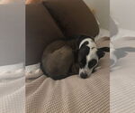 Small #5 Mutt