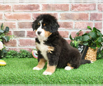 Small #4 Bernese Mountain Dog