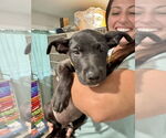 Small #3 Labrador Retriever Mix
